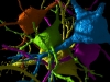 Neurons Traced by Daniel Berger of Seung Lab