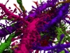 Neurons Traced by Daniel Berger of Seung Lab