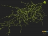 J Cell mapped by EyeWirers