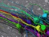 Neurons Traced by Daniel Berger of Seung Lab