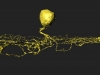 Starburst Amacrine Neuron mapped by EyeWirers