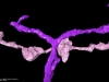 Synpase Discovered by EyeWire Players