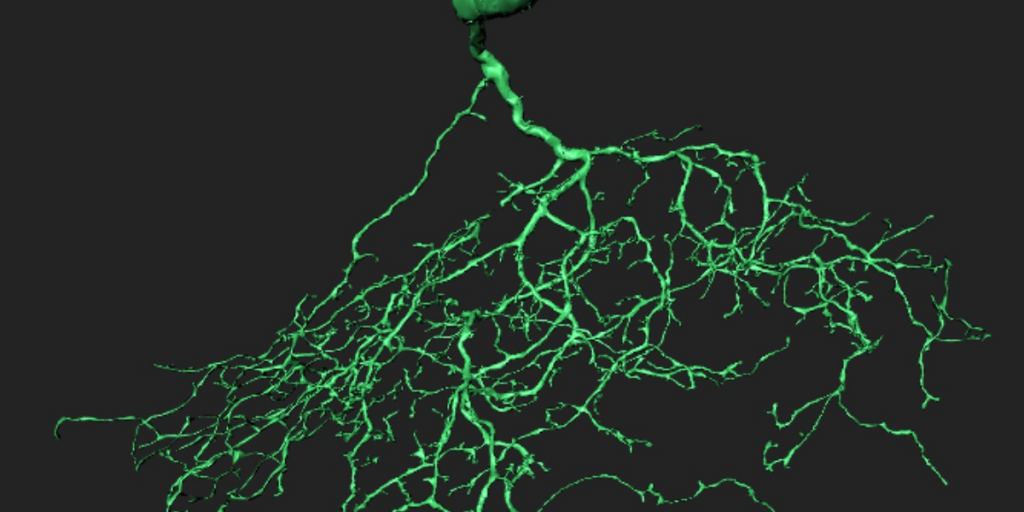 J Cell traced by EyeWirers J Cell traced by EyeWirers