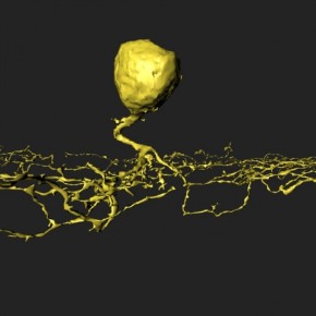 SAC pancake SAC pancake, EyeWire, neuron, 3D