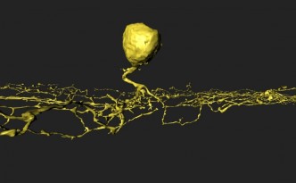 Starburst Amacrine Cell mapped in EyeWire