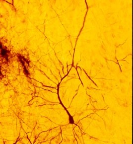 neuron