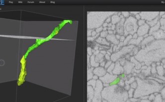 EyeWire Screenshot