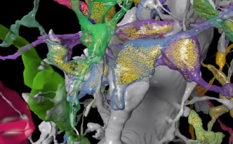 Synapses EyeWire by Daniel Berger Seung Lab, "eyewire", "synapse" "neuron" "3d neuron"