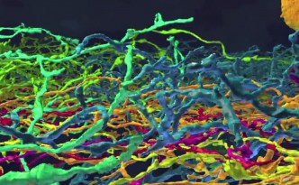 neuron branches in eyewire
