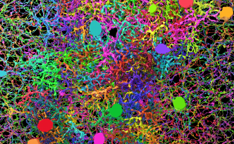 eyewire, citizen science, crowdsourcing, neuroscience, neurons, 3D neurons, neurites