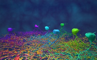 EyeWire-Desktop-Background-Ganglions