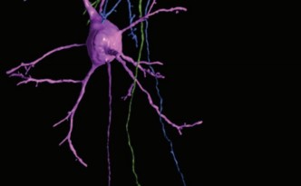 Distinct Profiles of Myelin Distribution Along Single Axons of Pyramidal Neurons in the Neocortex Giulio Srubek Tomassy,1 Daniel R. Berger,2,3 Hsu-Hsin Chen,1 Narayanan Kasthuri,2 Kenneth J. Hayworth,2 Alessandro Vercelli,4 H. Sebastian Seung,3 * Jeff W. Lichtman,2 Paola Arlotta1