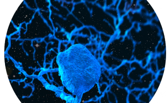 neuron in space circle eyewire, lore of kor, eyewire