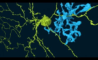 starburst, bipolar cell, eyewire, neurons, Nature, citizen science, neuroscience, brain, commectome, mIT