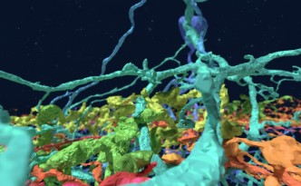 eyewire neuron branches low poly in space lower res