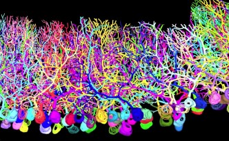Hermina Nedelescu visualizes Purkinje cells in the cerebellum