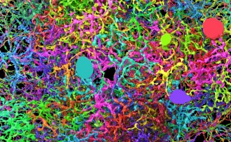 eyewire neurons