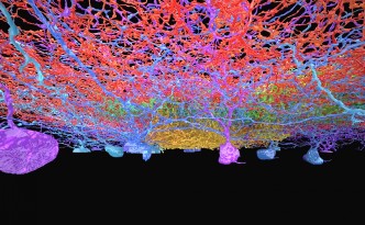 Gorgeous neurons mapped in eyewire, 3d neurons, colorful brain, brain, neuroscience, neurons, EYEWIRE, MIT, Princeton, KT, neuron,
