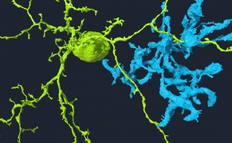 EyeWire animation processing, neuroscience design, brain design, Autodesk, 3D Studio Max, science design, scientific animation, EyeWire neurons, neurons