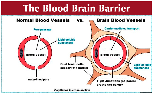 Image result for mannitol blood brain barrier