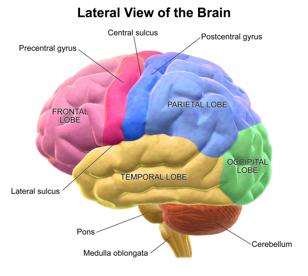 lob-some-lobes-in-the-ultimate-brain-battle