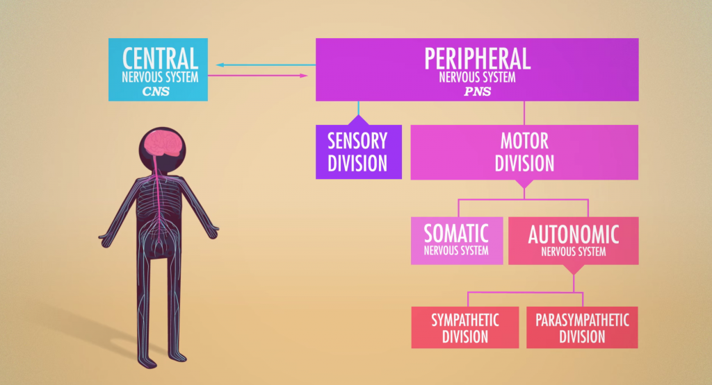 The Nervous System Crash Course 1