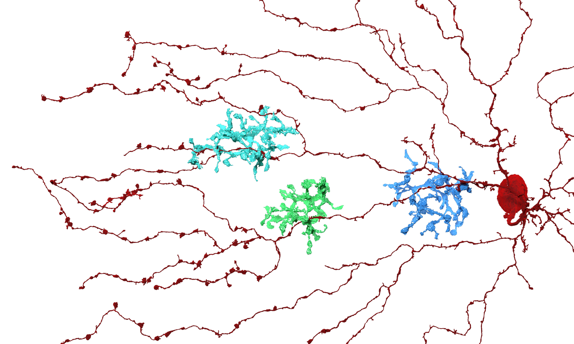 EyeWire’s First Scientific Discovery and Nature Paper