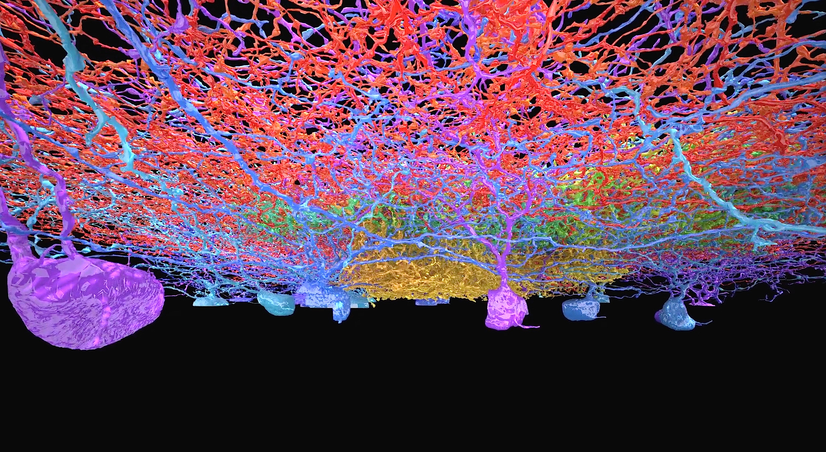 neurons brain